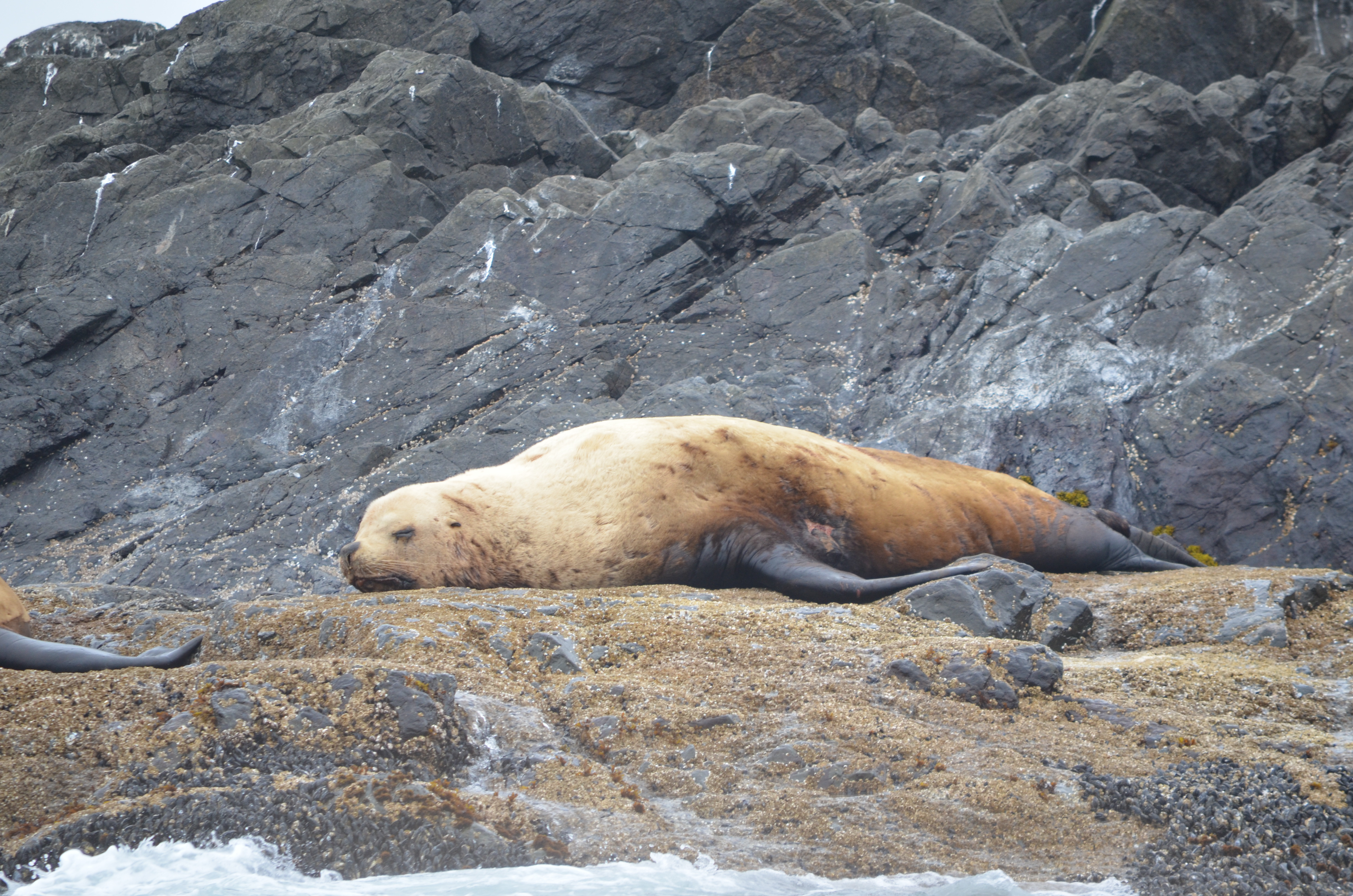 photos/wildlife/Mammal_Species/Steller Sea Lion/DSC_0354.JPG